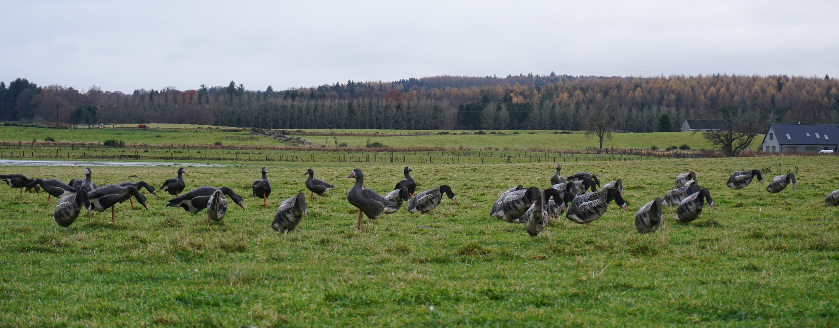 Goose Hunting in Scotland, United Kingdom Huntourage